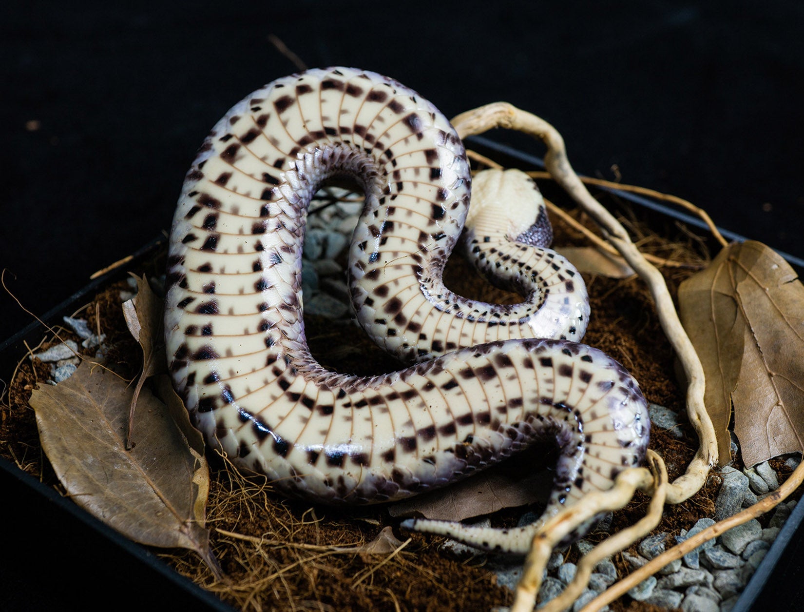 Snake Gorge Gaboon viper Model