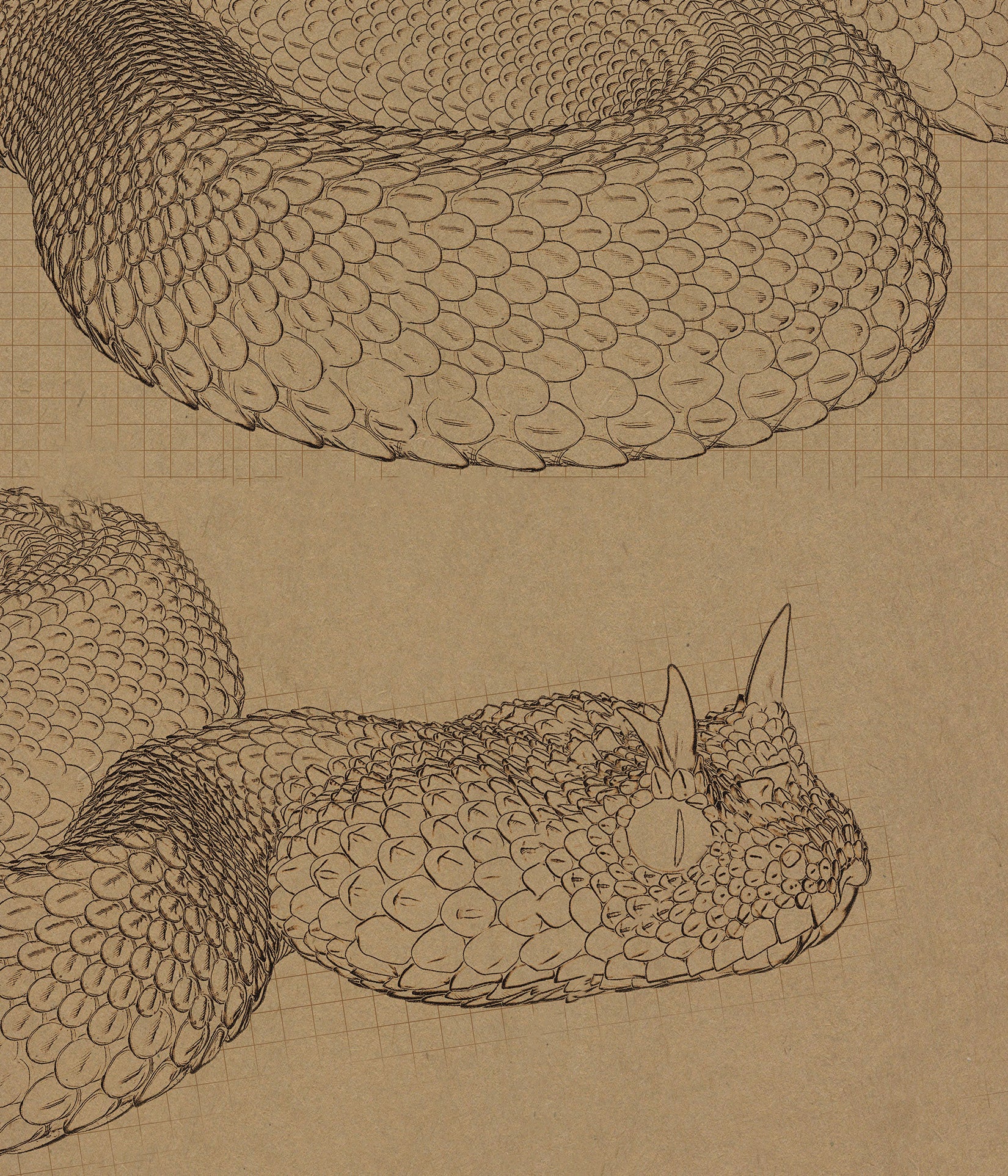 Snake Gorge Saharan horned viper Model