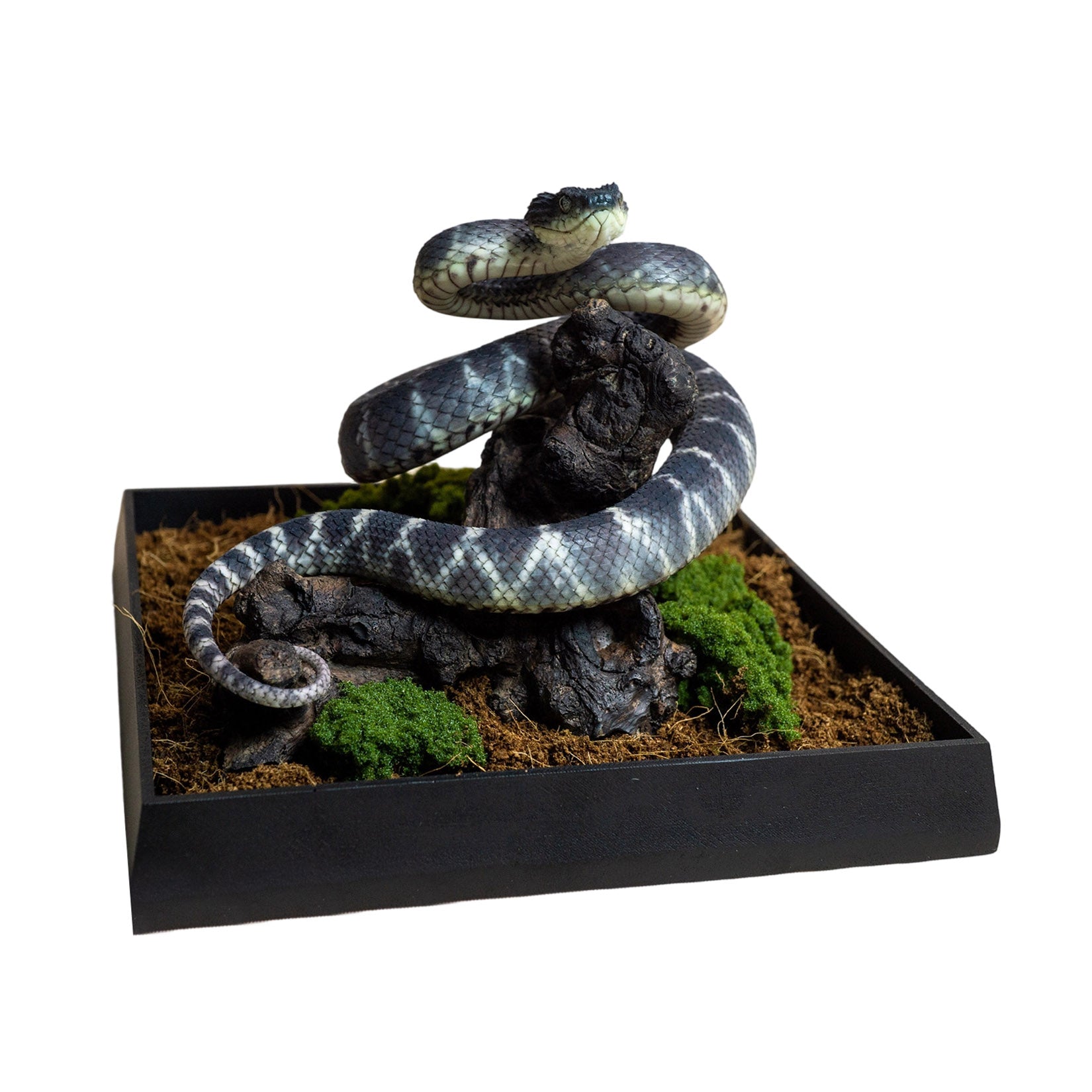 Snake Gorge Black Atheris squamigera Model