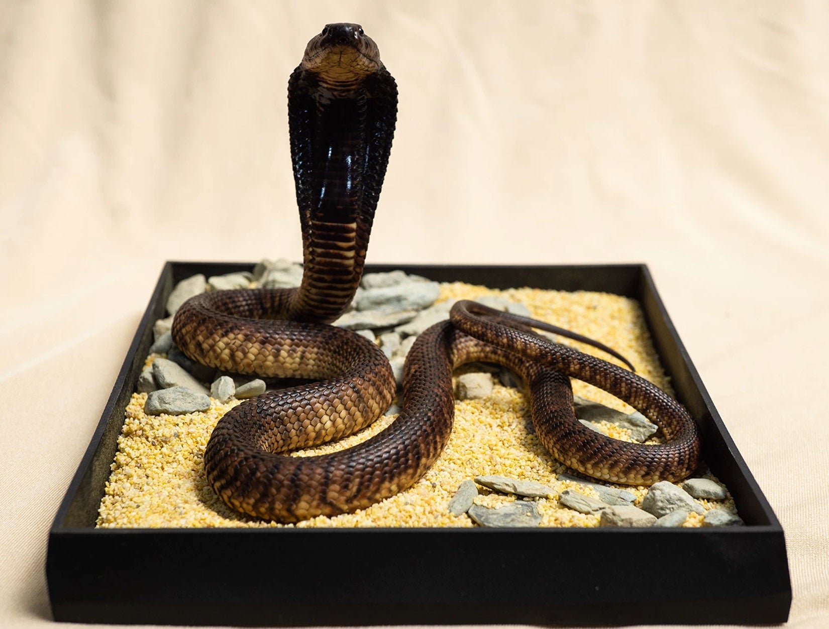 Snake Gorge Egyptian Cobra Model