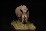 De CLAY Studio 1/35 Scale White rhinoceros battling bulls Model