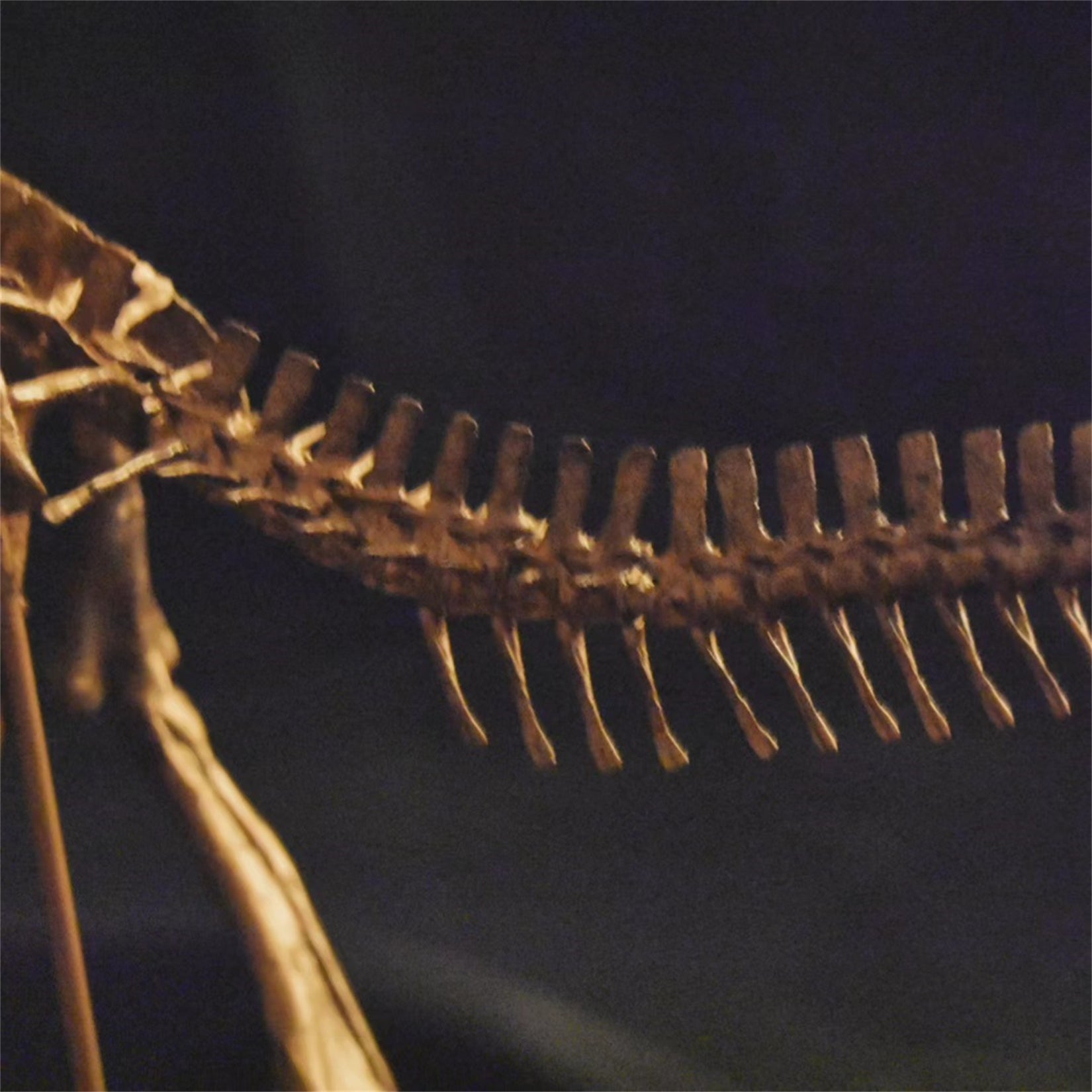 Nova Studio 1/8 Scale Pachycephalosaurus wyomingensis Skeleton Model