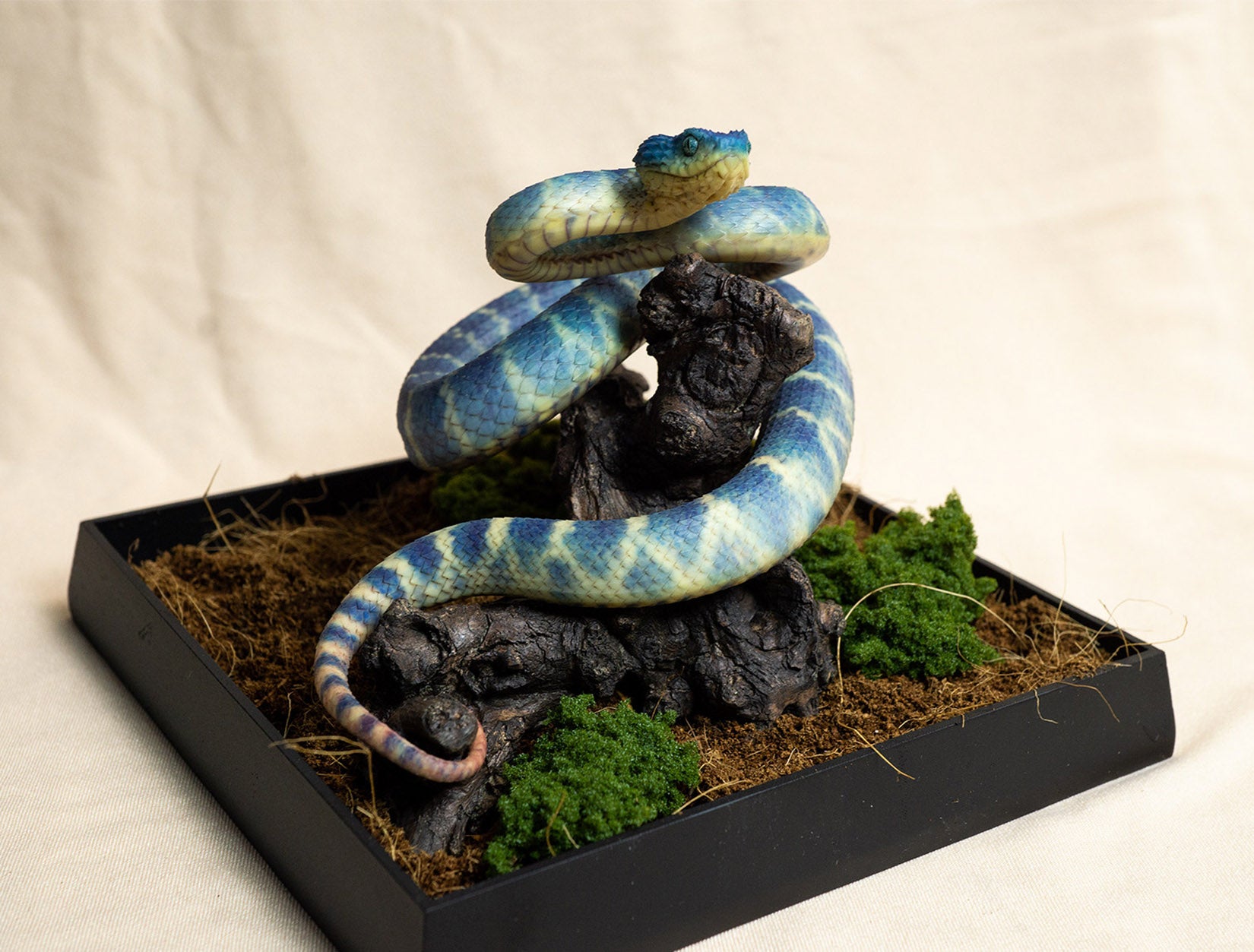 Snake Gorge Blue Atheris squamigera Model