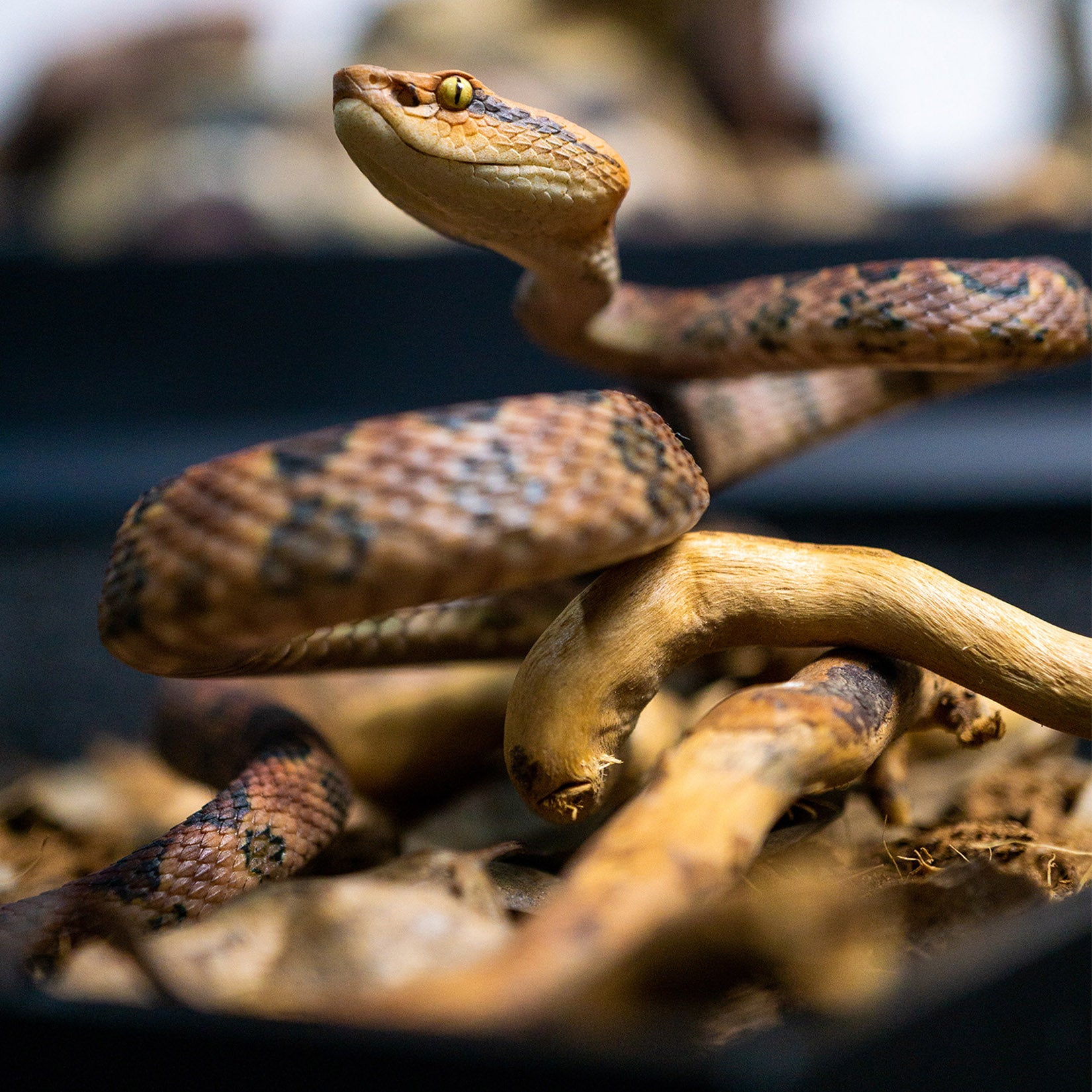 Snake Gorge Protobothrops mucrosquamatus Model
