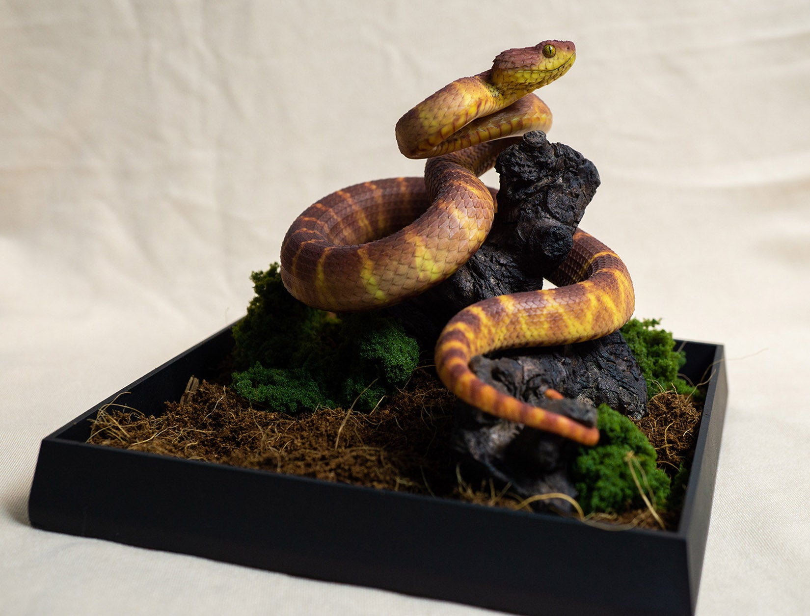 Snake Gorge Red Atheris squamigera Model