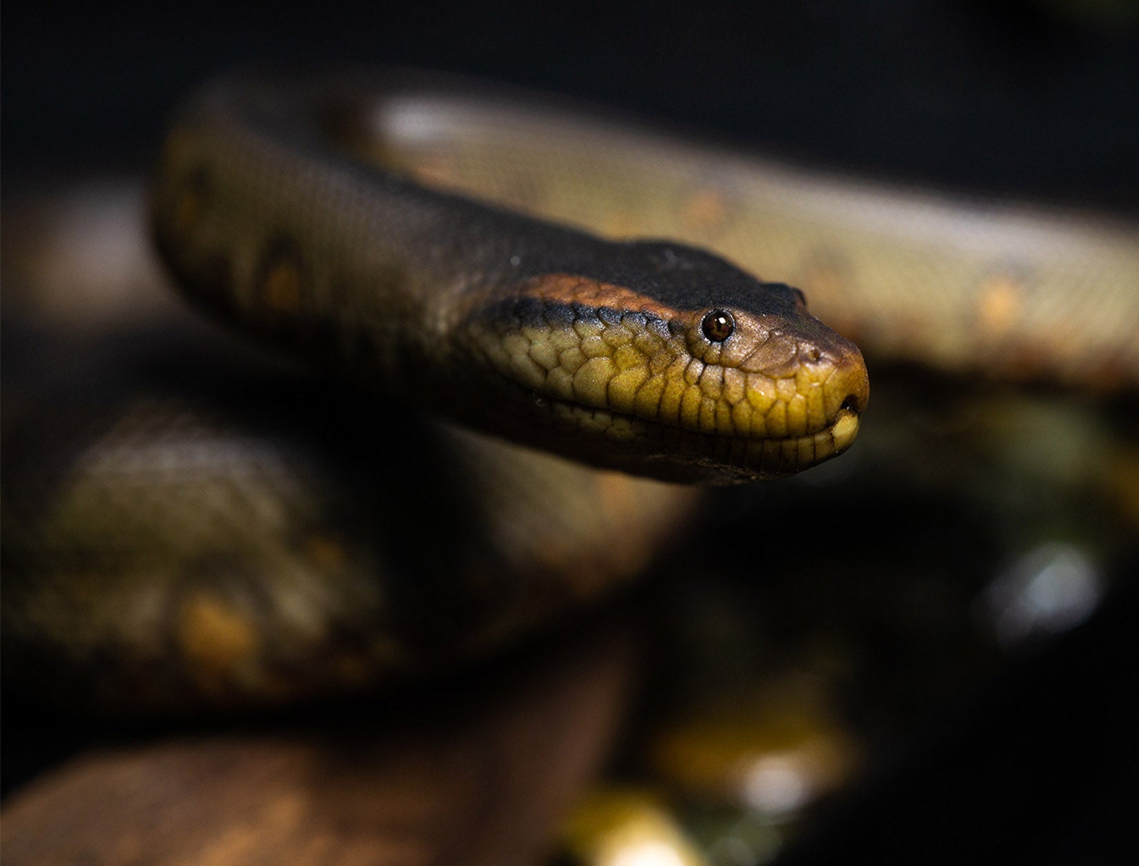 Snake Gorge Green anaconda Model
