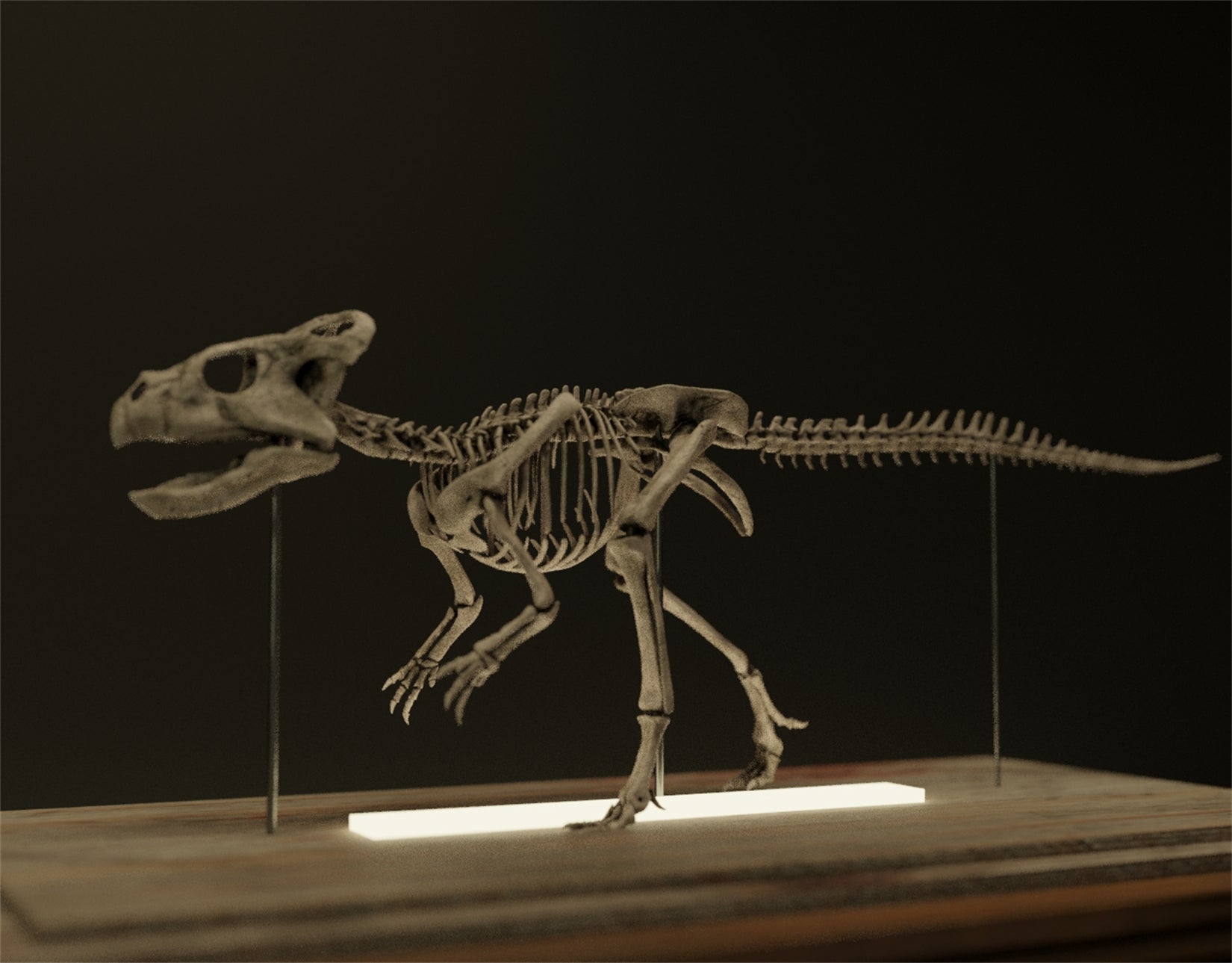 Nova Studio 1/1 Scale Microceratus gobiensis Skeleton Model