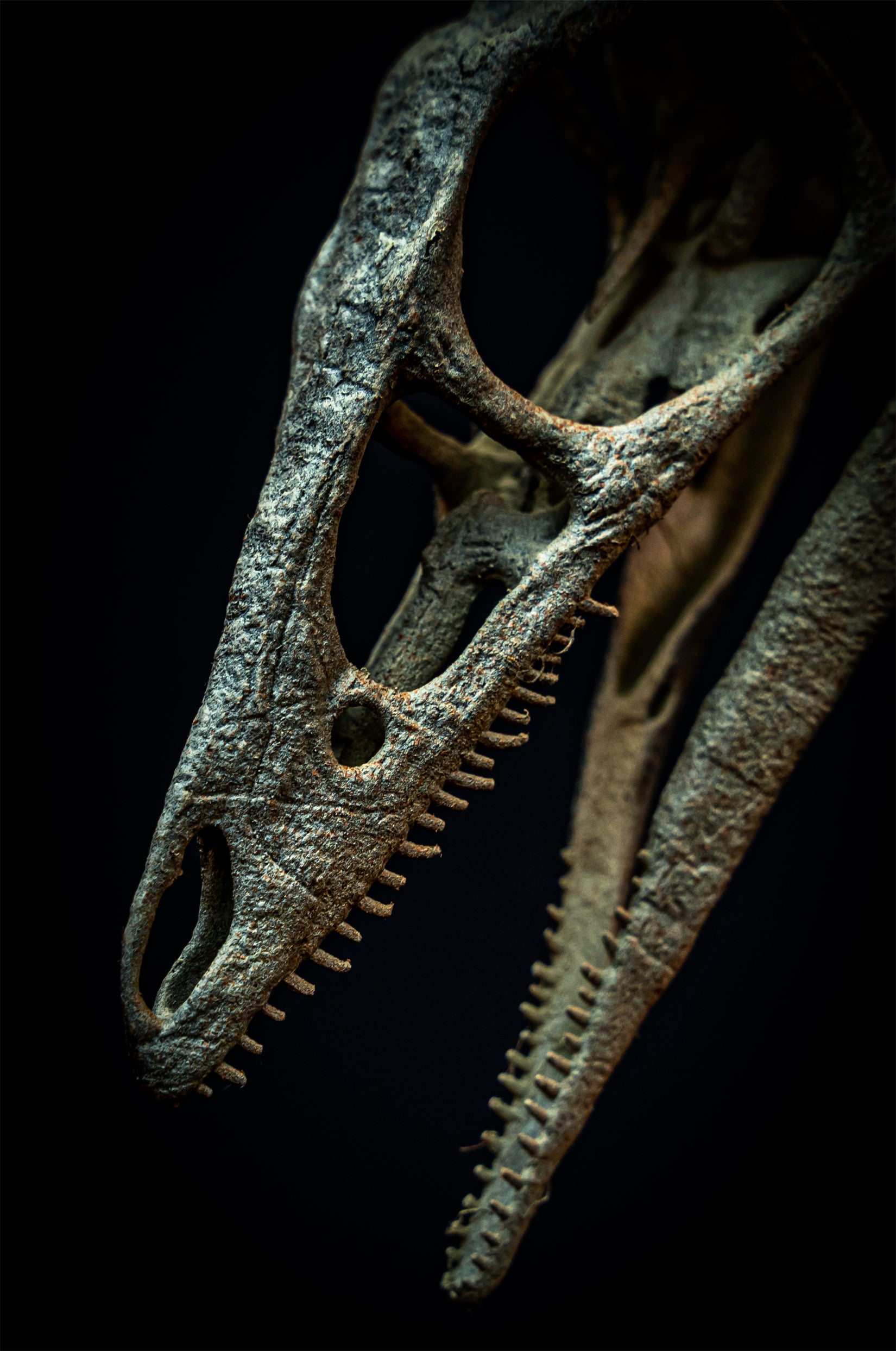 Nova Studio 1/1 Scale Compsognathus longipes Skeleton Model