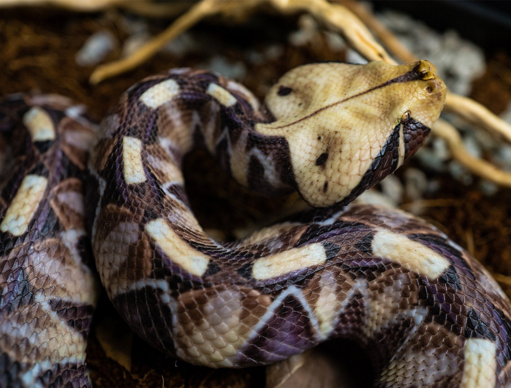Snake Gorge Gaboon viper Model