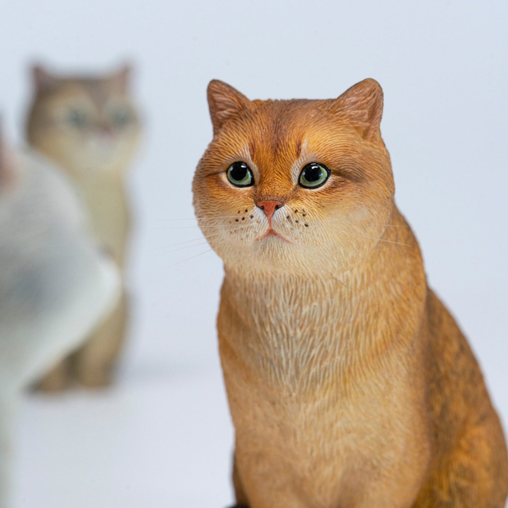 JXK Studio British Shorthair Cat Model
