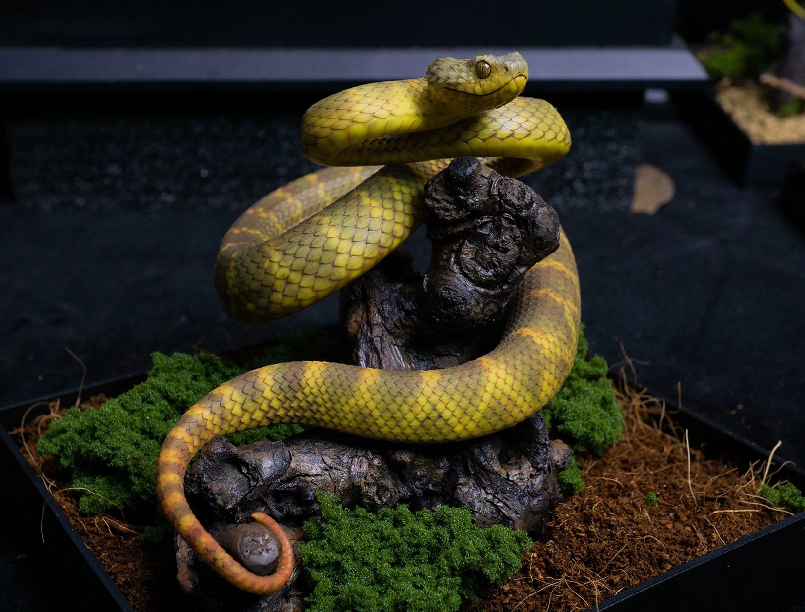 Snake Gorge Yellow Atheris squamigera Model