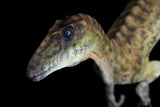 Deinonychus 1/8 scale painted version Model