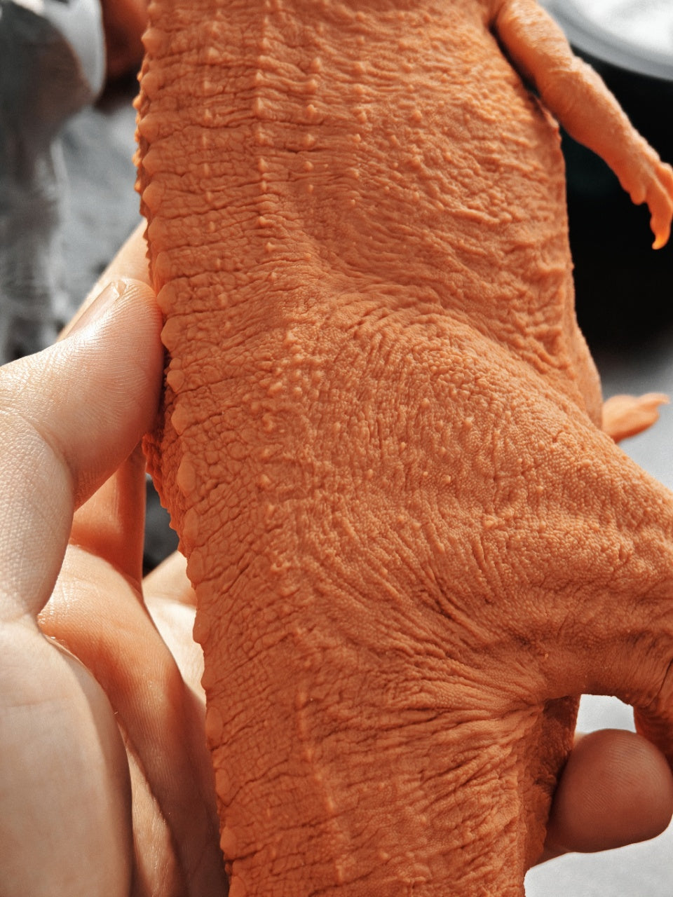 SHOWANNA Ceratosaurus dentisulcatus Model