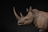 De CLAY Studio White rhinoceros Model