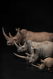 De CLAY Studio White rhinoceros Model
