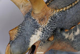 De CLAY Studio Torosaurus latus 2.0 Model