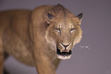 De CLAY Studio American lion Model