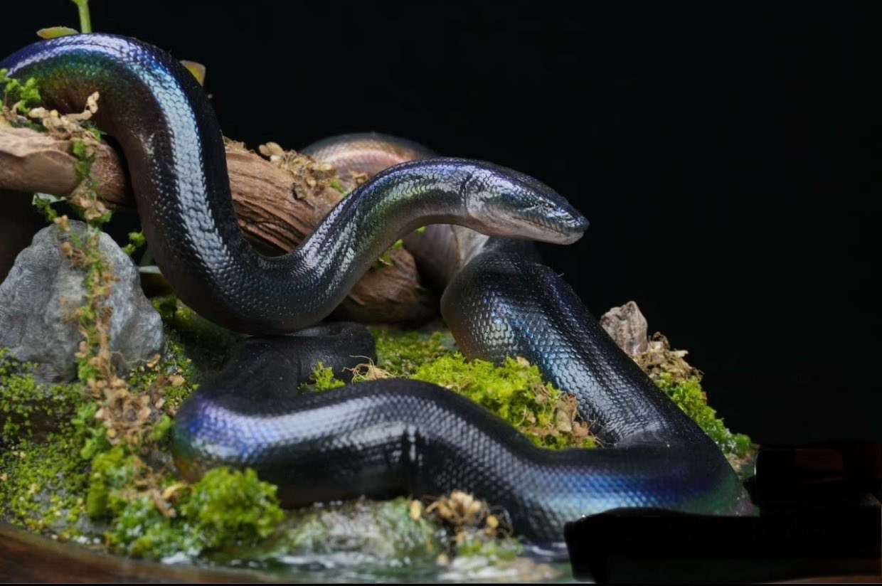 1/35 Scale Titanoboa Model Painted Version