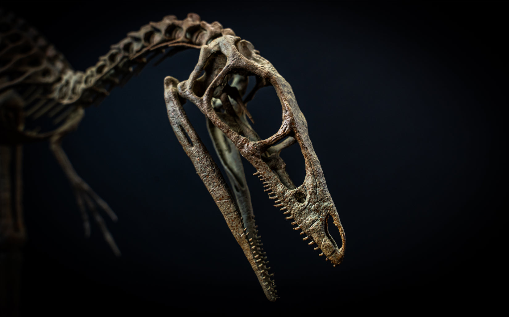 Nova Studio 1/1 Scale Compsognathus longipes Skeleton Model