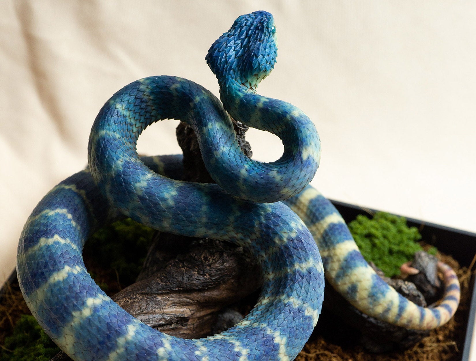 Snake Gorge Blue Atheris squamigera Model