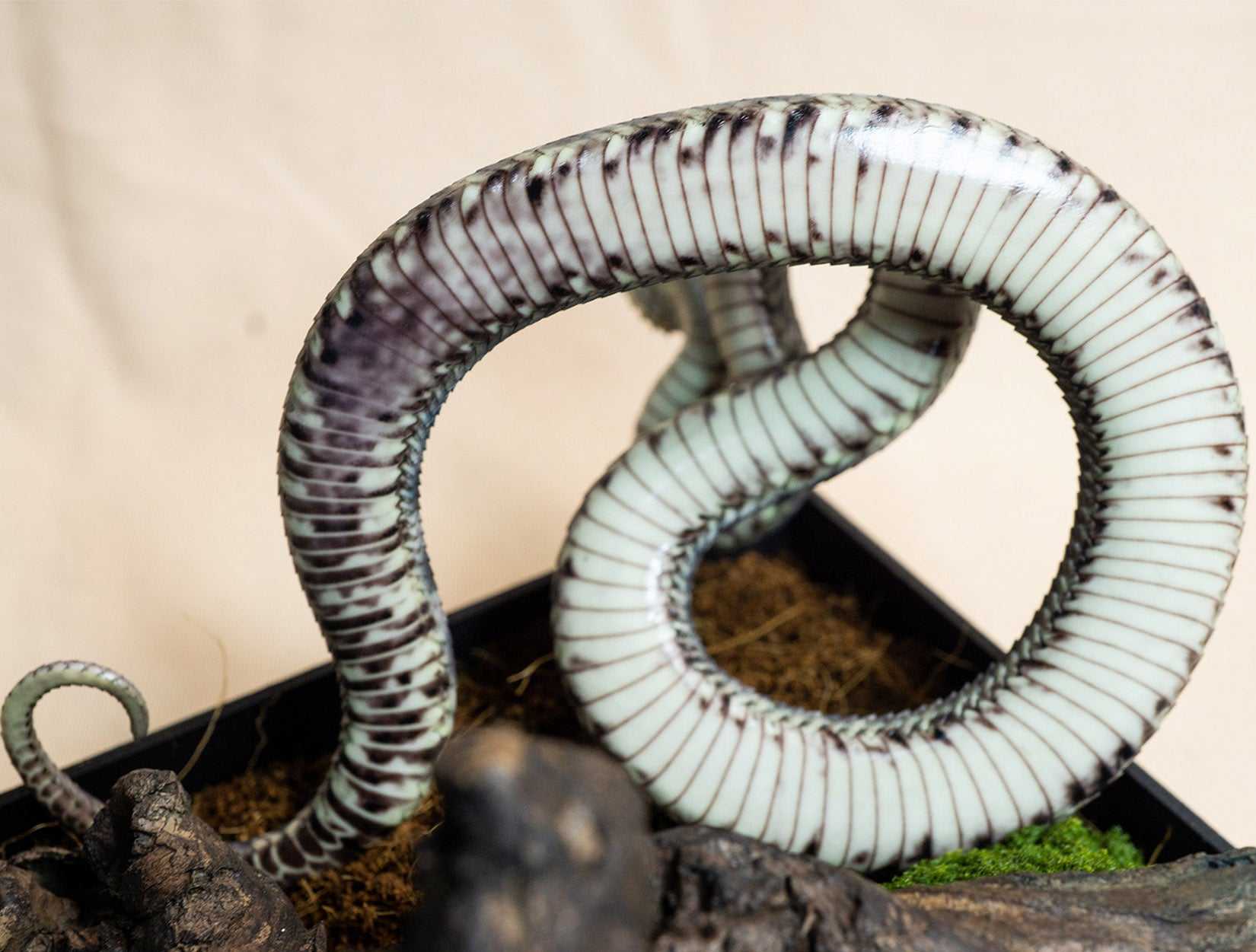 Snake Gorge Black Atheris squamigera Model