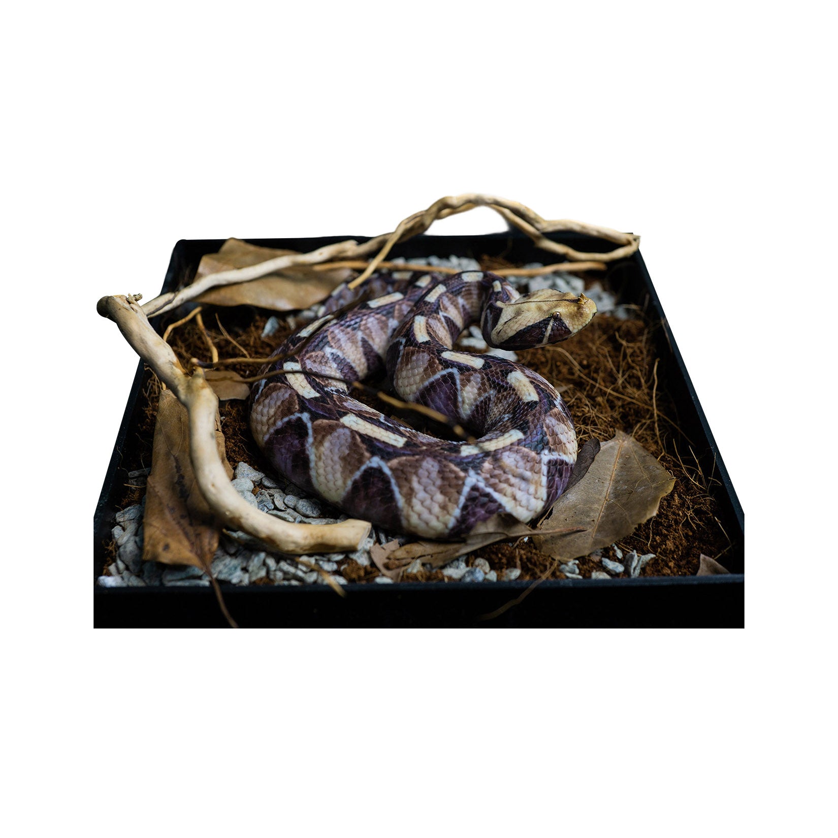 Snake Gorge Gaboon viper Model