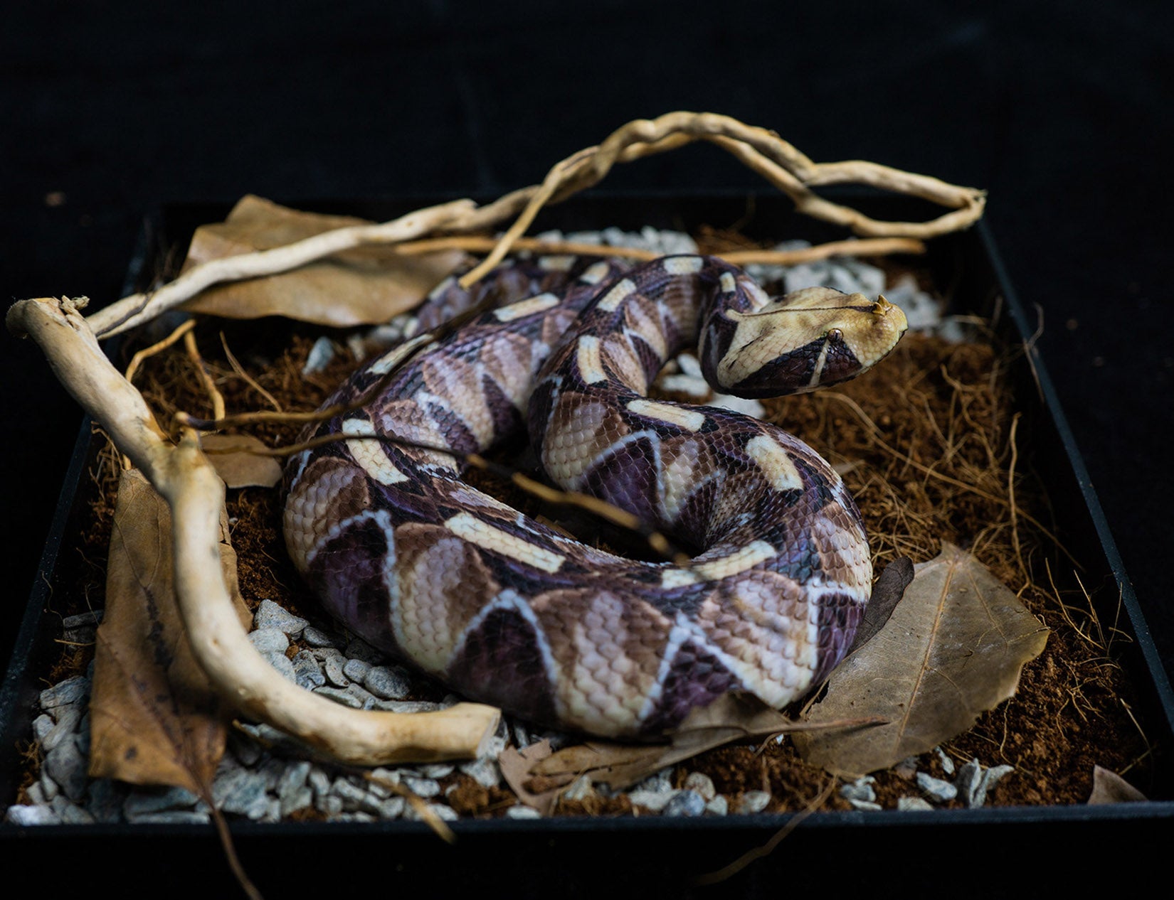 Snake Gorge Gaboon viper Model