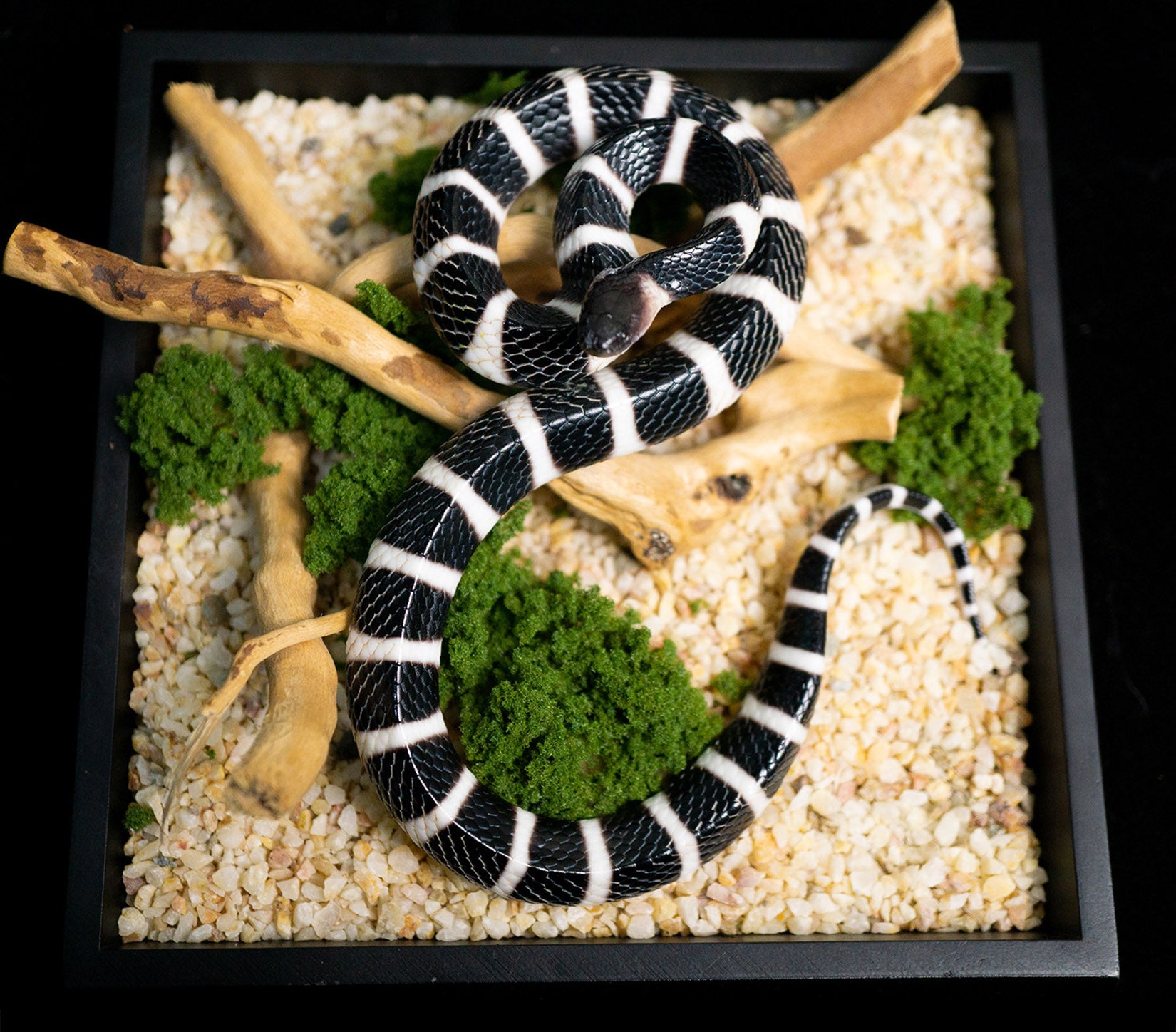 Snake Gorge Many-banded krait Model