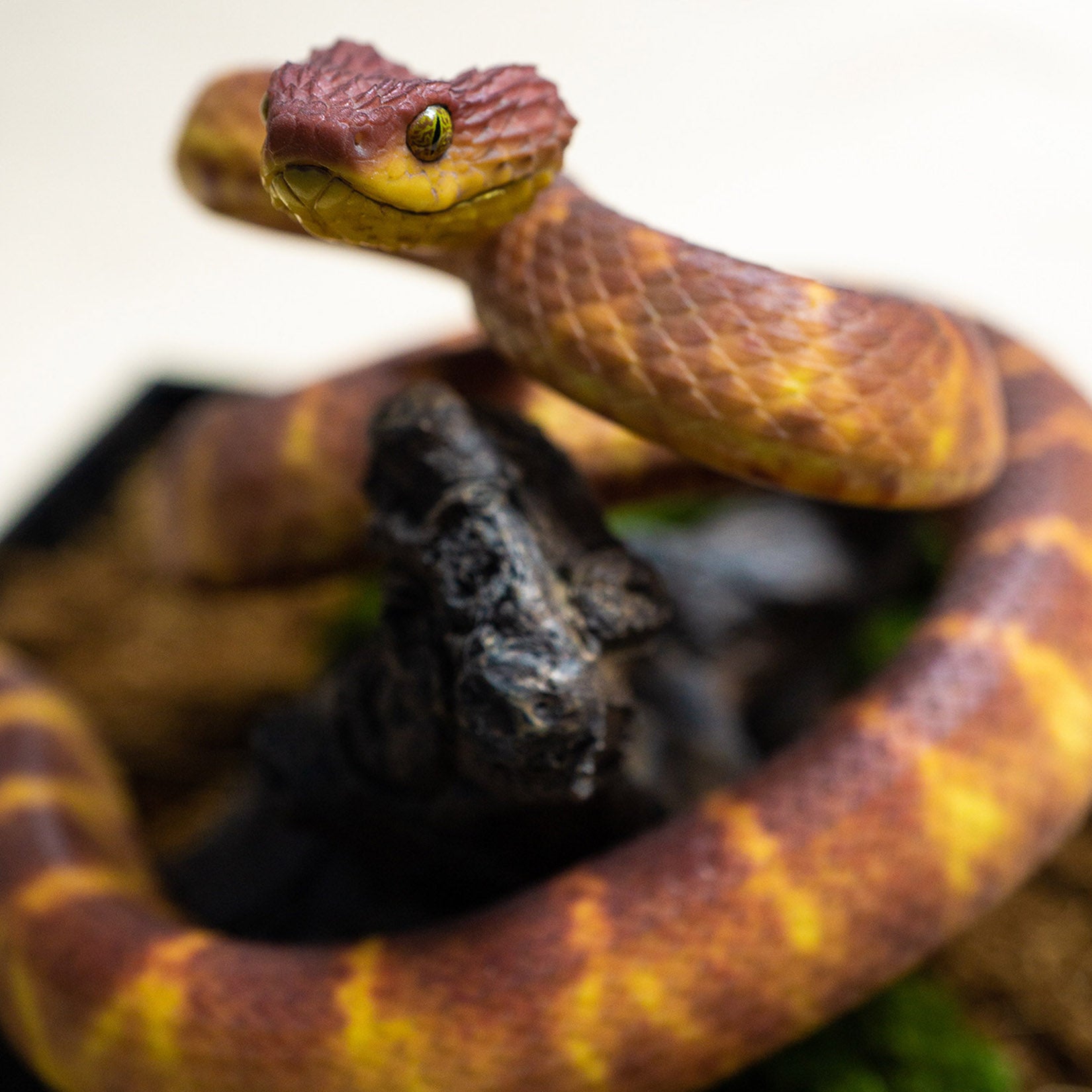 Snake Gorge Red Atheris squamigera Model