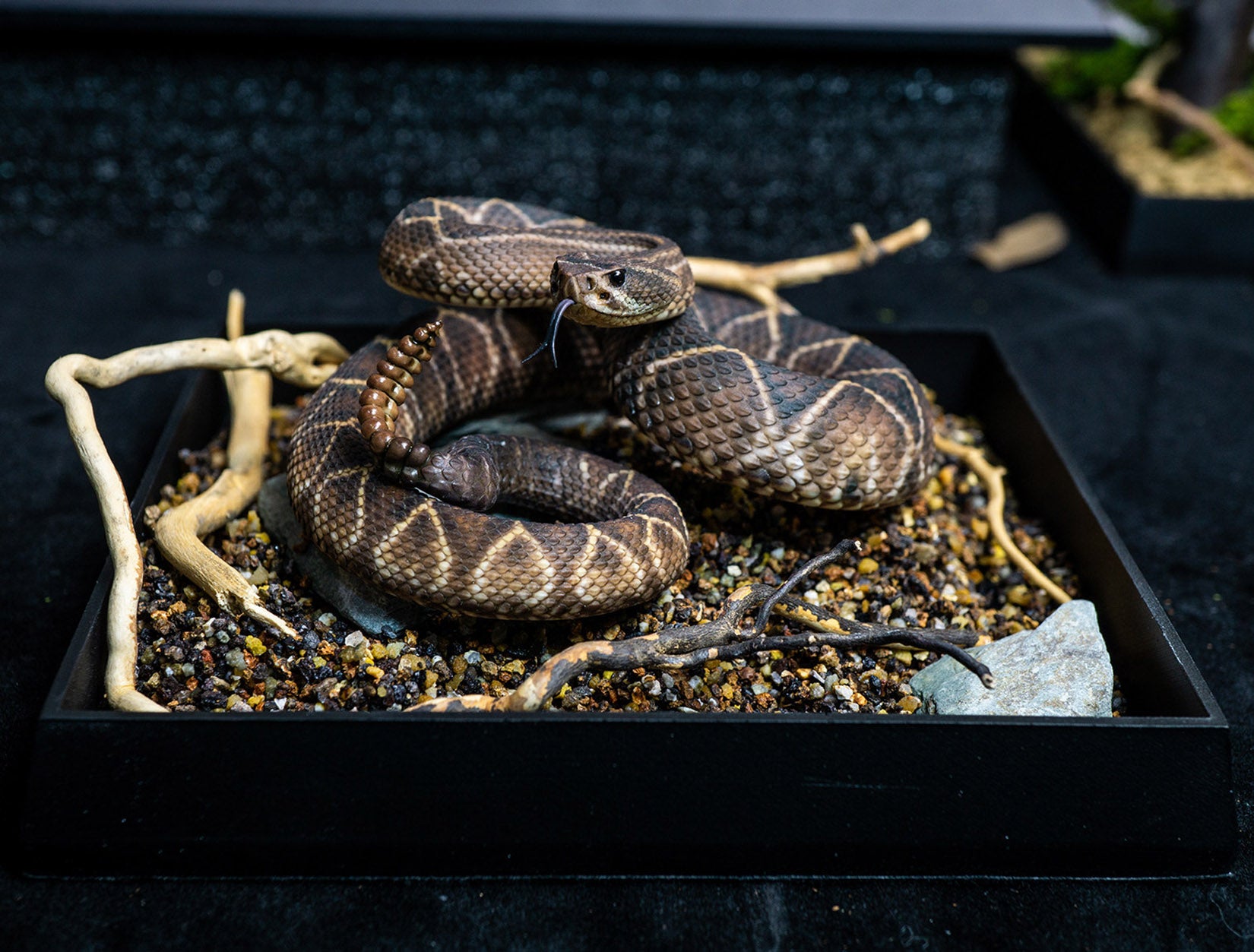 Snake Gorge Crotalus durissus Model
