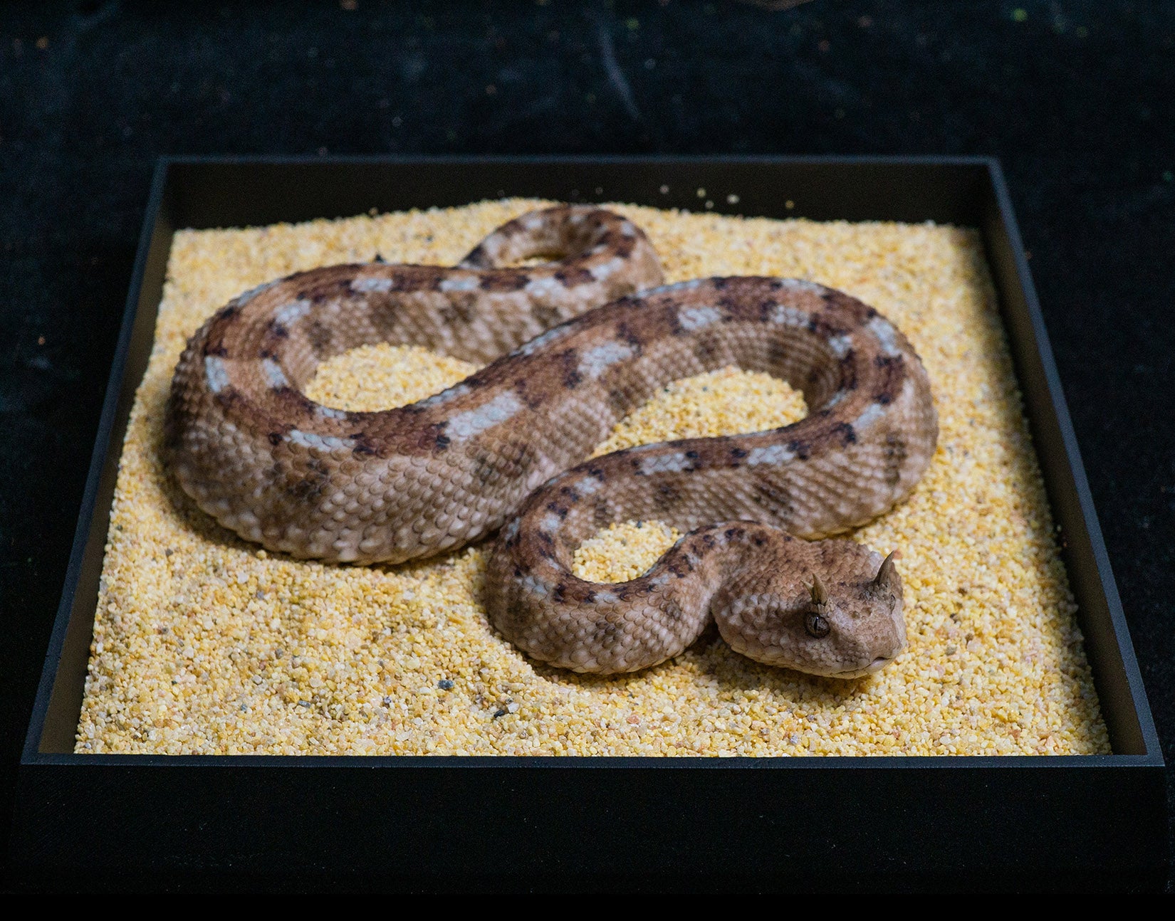 Snake Gorge Saharan horned viper Model