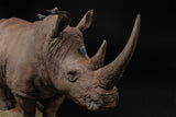 De CLAY Studio White rhinoceros Model