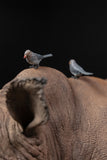 De CLAY Studio White rhinoceros Model