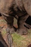 De CLAY Studio White rhinoceros Model