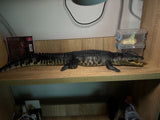 Lolong 1/10 Scale Estuarine Crocodile Model