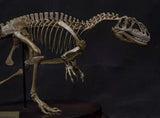 1/20 Yangchuanosaurus Skeleton Model
