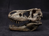 1/10 Tyrannosaurus Rex Head Skeleton Model