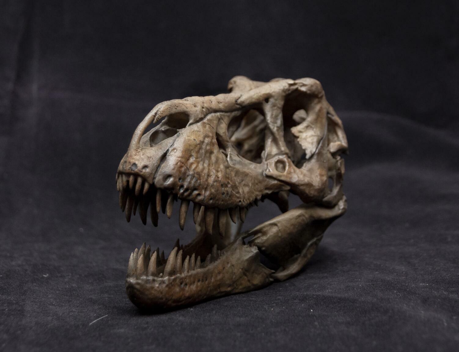 1/10 Tyrannosaurus Rex Head Skeleton Model