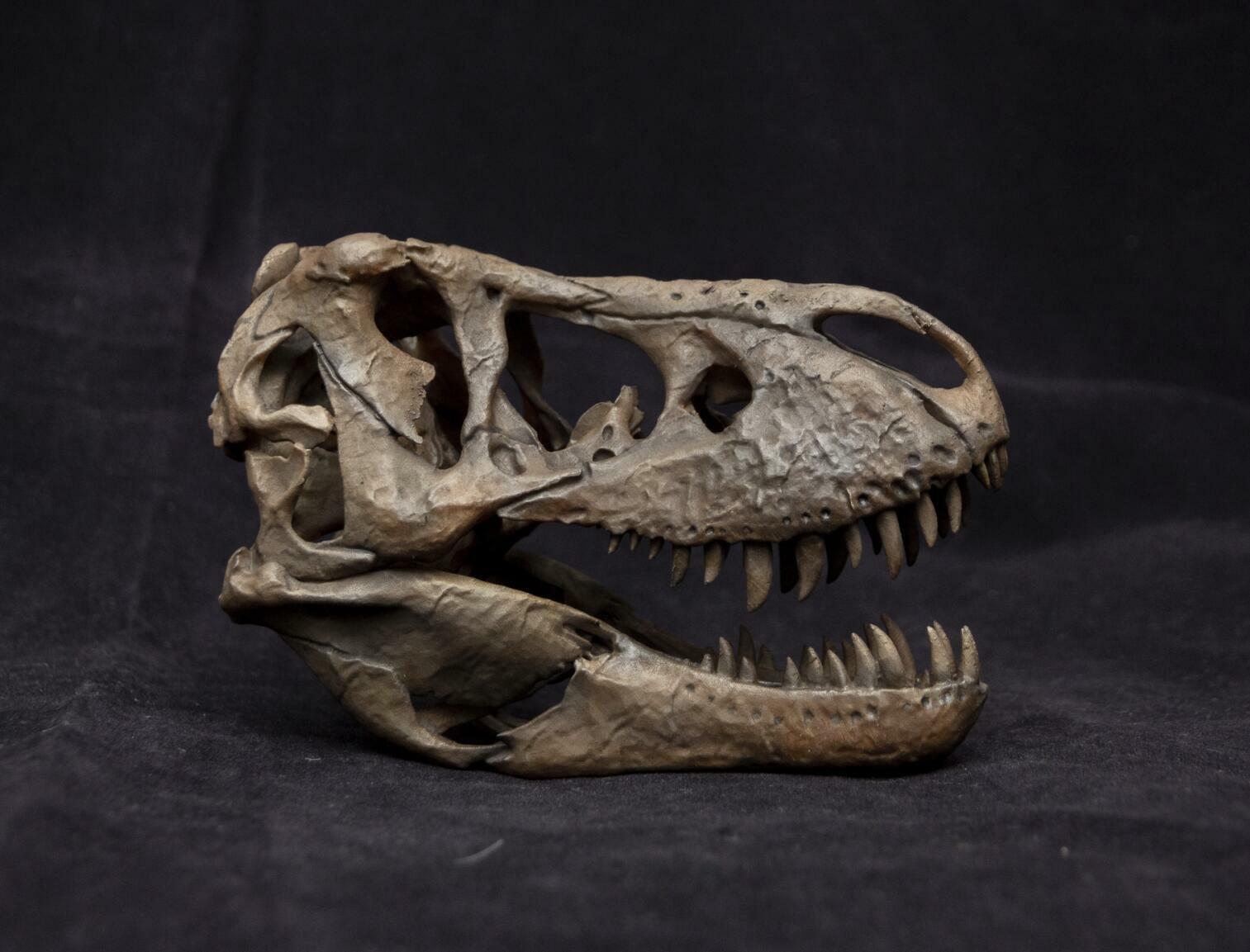 1/10 Tyrannosaurus Rex Head Skeleton Model – Lana Time Shop