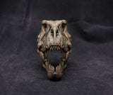 1/10 Tyrannosaurus Rex Head Skeleton Model