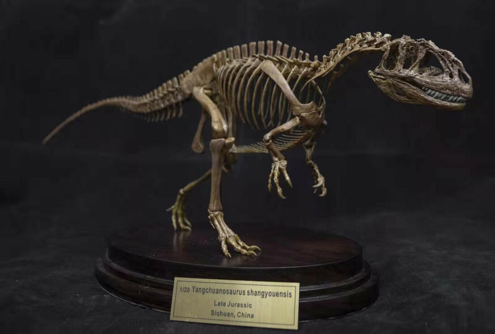 1/20 Yangchuanosaurus Skeleton Model