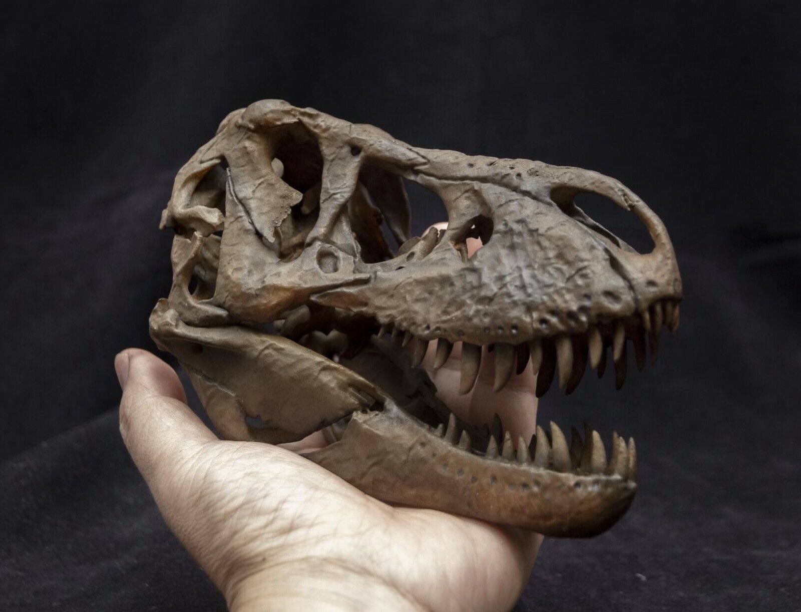 1/10 Tyrannosaurus Rex Head Skeleton Model