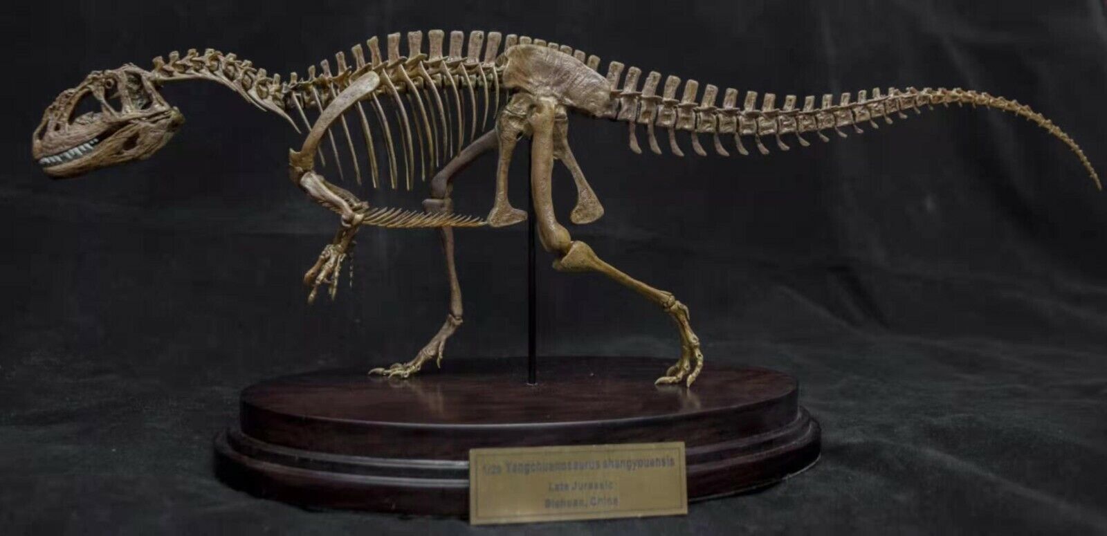 1/20 Yangchuanosaurus Skeleton Model