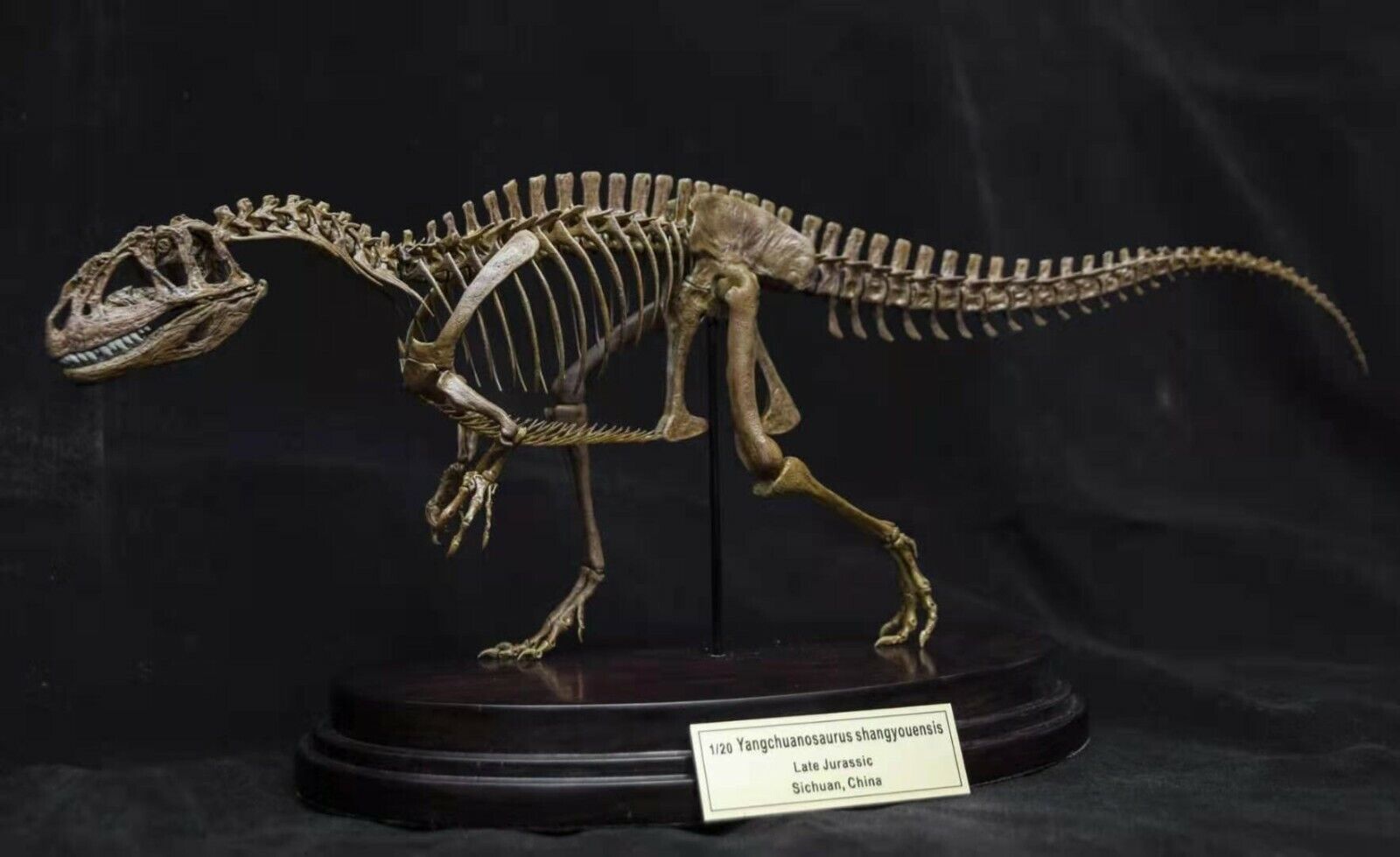 1/20 Yangchuanosaurus Skeleton Model