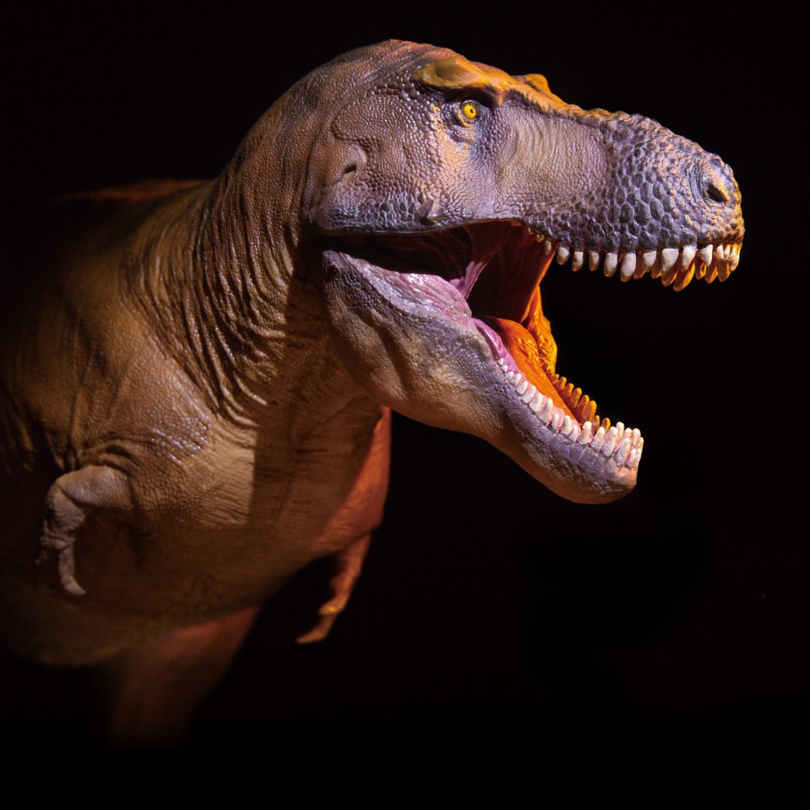 PNSO 18 Cameron The Tyrannosaurus Rex 1:35 Scale Scietific Art Model