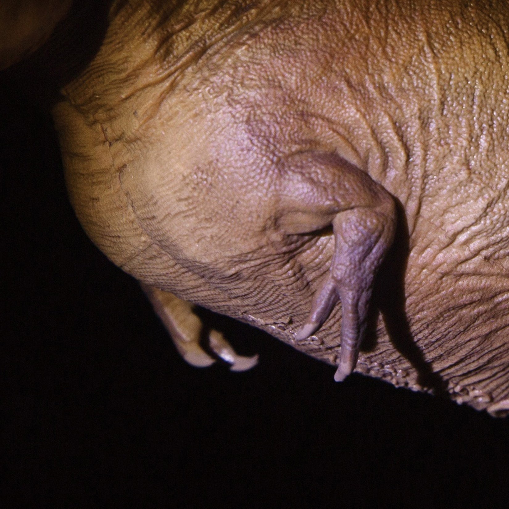 PNSO 18 Cameron The Tyrannosaurus Rex 1:35 Scale Scietific Art Model