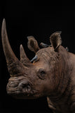 De CLAY Studio White rhinoceros Model