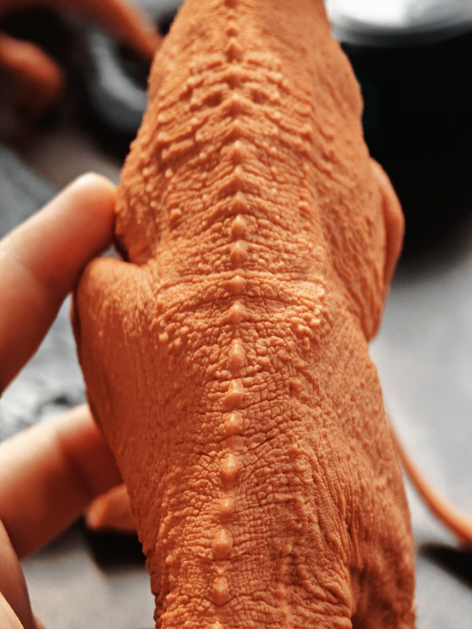 SHOWANNA Ceratosaurus dentisulcatus Model
