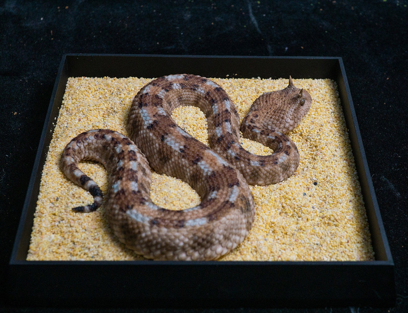 Snake Gorge Saharan horned viper Model