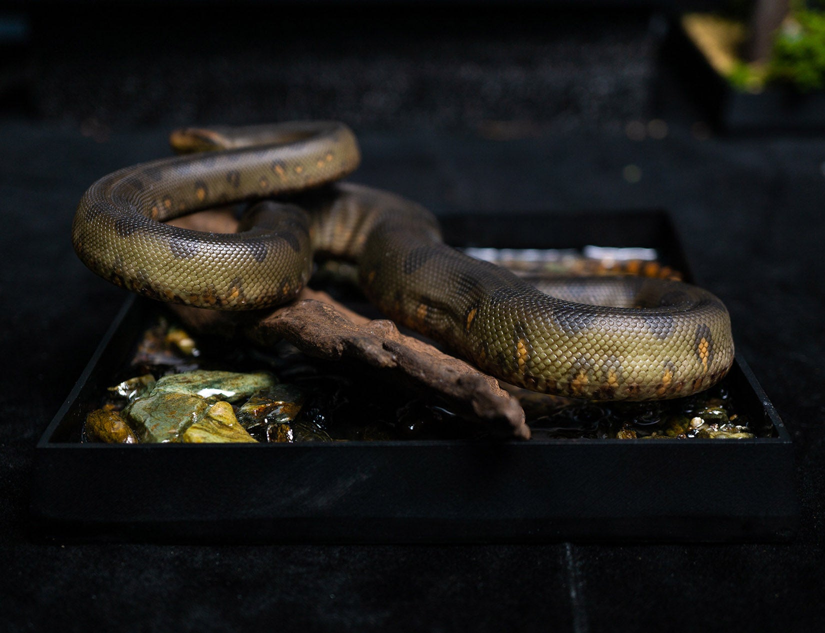 Snake Gorge Green anaconda Model